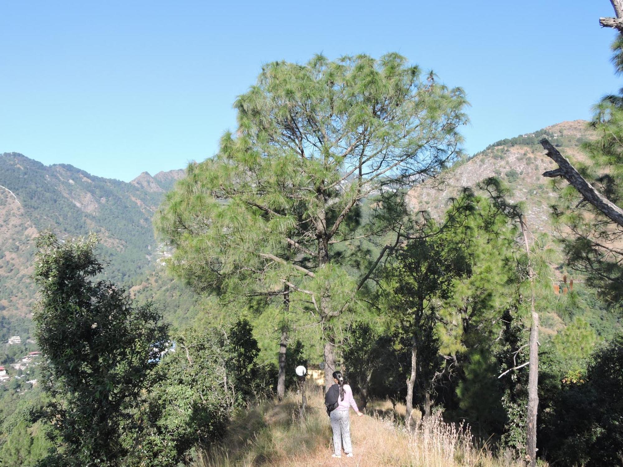 The Manora Woods - Private Hill Top, Gethiya, Nainital Eksteriør bilde
